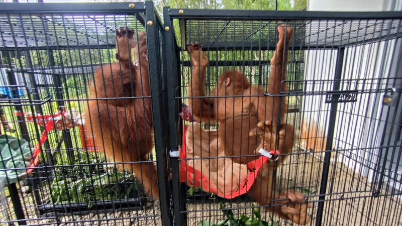 Repatriasi Empat Orangutan Korban Perdagangan Ilegal dari Thailand