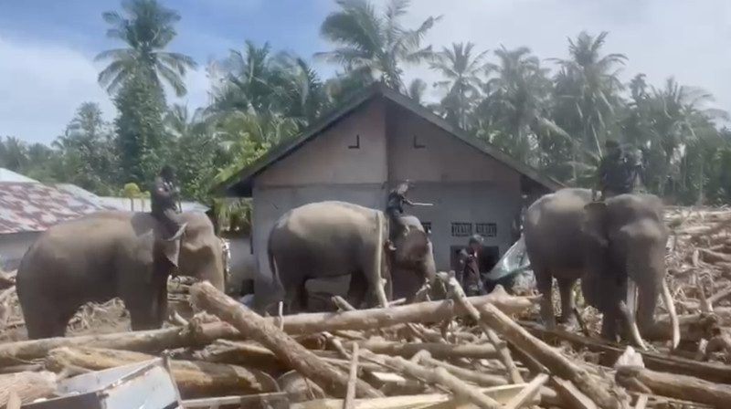 4 Ekor Gajah Dikerahkan Bersihkan Material Banjir di Pidie Jaya