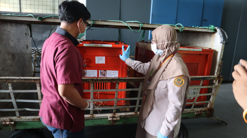 Karantina Sumatera Utara Kawal Repatriasi Empat Orang Utan dari Thailand