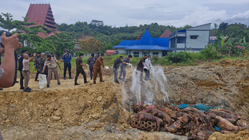 Cegah Penyakit Hewan Menular, Karantina Indonesia Musnahkan 227 Babi Ilegal di Nias