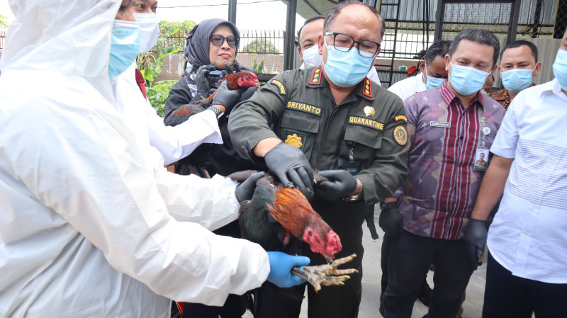 Karantina Musnahkan 173 Ayam Bangkok dan Kambing Pigmi Ilegal Asal Thailand