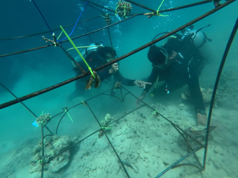 Pertamina Patra Niaga IT Teluk Kabung Laksanakan Transplantasi Terumbu Karang di Pulau Pasumpahan