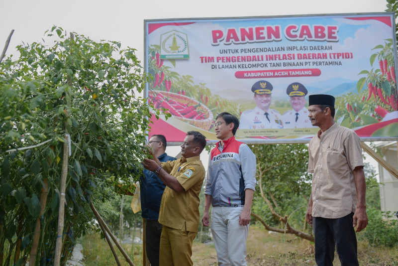 Pulih Pasca-Banjir, Kelompok Tani Pertamina EP Rantau Panen Cabai